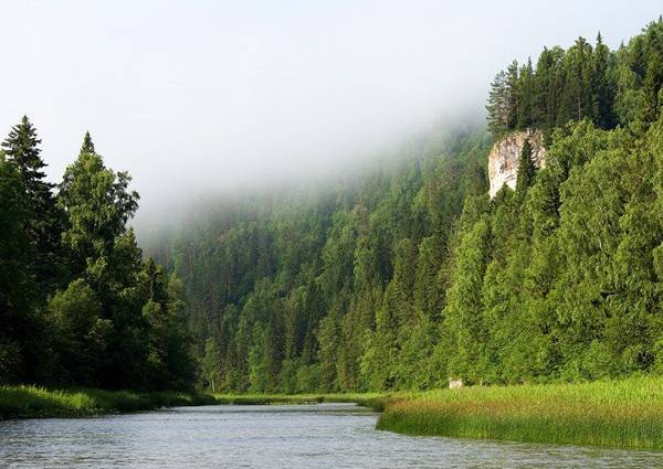 Леса реки Муррей